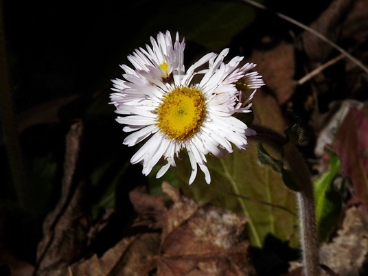 {Erigeron pulchellus}